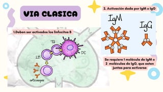VIA CLASICA
1.Deben ser activados los linfocitos B
2. Activación dada por IgM o IgG
Se requiere 1 molécula de IgM o
2 moléculas de IgG, que esten
juntas para activarse
 