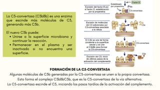 FORMACIÓN DE LA C5-CONVERTASA
Algunas moléculas de C3b generadas por la C3-convertasa se unen a la propia convertasa.
Esto forma el complejo C3bBbC3b, que es la C5-convertasa de la vía alternativa.
La C5-convertasa escinde el C5, iniciando los pasos tardíos de la activación del complemento.
 