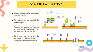 VÍA DE LA LECTINA
Forma parte de la respuesta
inmune innata.
Se activa sin necesidad de
anticuerpos.
Reconoce azúcares (como
la manosa) presentes en
superficies de microbios.
Se inicia por la unión de
lectinas plasmáticas a
polisacáridos microbianos.
 