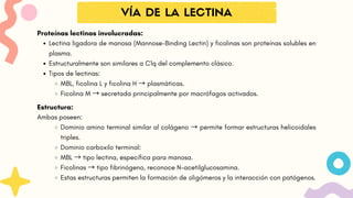 VÍA DE LA LECTINA
Proteínas lectinas involucradas:
Lectina ligadora de manosa (Mannose-Binding Lectin) y ficolinas son proteínas solubles en
plasma.
Estructuralmente son similares a C1q del complemento clásico.
Tipos de lectinas:
MBL, ficolina L y ficolina H → plasmáticas.
Ficolina M → secretada principalmente por macrófagos activados.
Estructura:
Ambas poseen:
Dominio amino terminal similar al colágeno → permite formar estructuras helicoidales
triples.
Dominio carboxilo terminal:
MBL → tipo lectina, específica para manosa.
Ficolinas → tipo fibrinógeno, reconoce N-acetilglucosamina.
Estas estructuras permiten la formación de oligómeros y la interacción con patógenos.
 
