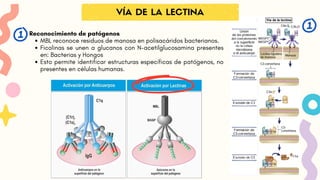 Reconocimiento de patógenos
MBL reconoce residuos de manosa en polisacáridos bacterianos.
Ficolinas se unen a glucanos con N-acetilglucosamina presentes
en: Bacterias y Hongos
Esto permite identificar estructuras específicas de patógenos, no
presentes en células humanas.
VÍA DE LA LECTINA
 