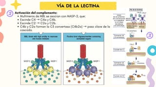 VÍA DE LA LECTINA
Activación del complemento:
Multímeros de MBL se asocian con MASP-2, que:
Escinde C4 → C4a y C4b.
Escinde C2 → C2a y C2b.
C4b y C2a forman la C3 convertasa (C4b2a) → paso clave de la
cascada.
 
