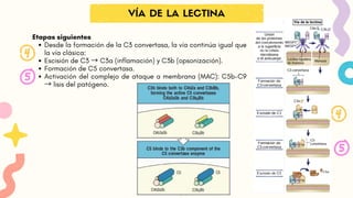 Etapas siguientes
Desde la formación de la C3 convertasa, la vía continúa igual que
la vía clásica:
Escisión de C3 → C3a (inflamación) y C3b (opsonización).
Formación de C5 convertasa.
Activación del complejo de ataque a membrana (MAC): C5b-C9
→ lisis del patógeno.
VÍA DE LA LECTINA
 
