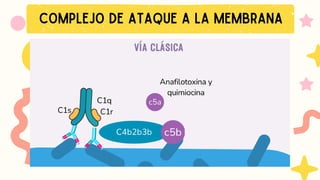 COMPLEJO DE ATAQUE A LA MEMBRANA
 
