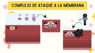 COMPLEJO DE ATAQUE A LA MEMBRANA
 