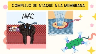 COMPLEJO DE ATAQUE A LA MEMBRANA
 