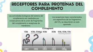 Las actividades biológicas del sistema del
complemento son mediadas por
consecuencia de la unión de fragmentos
del complemento a receptores de
membrana.
Los receptores mejor caracterizados
son específicos de los fragmentos
del C3 y se describirán en este
apartado
 