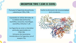 Promueve la fagocitosis de partículas
cubiertas por C3b y C4b.
Expresados en células derivadas de
la médula ósea (eritrocitos,
neutrófilos, monocitos, macrófagos,
eosinófilos, linfocitos T y B)
Facilita la eliminación de inmunocomplejos
de la circulación.
Los fagocitos se uniran e internalizar
partículas opsonizadas con
C3b/C4b
Activacion de mecanismos
microbicidas en los fagocitos, con el
receptor Fcγ.
 