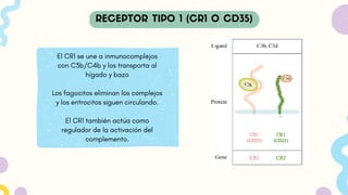 El CR1 se une a inmunocomplejos
con C3b/C4b y los transporta al
hígado y bazo
Los fagocitos eliminan los complejos
y los eritrocitos siguen circulando.
El CR1 también actúa como
regulador de la activación del
complemento.
 