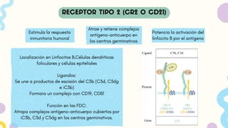 Estimula la respuesta
inmunitaria humoral
Localización en Linfocitos B,Células dendríticas
foliculares y células epiteliales
Ligandos:
Se une a productos de escisión del C3b (C3d, C3dg
e iC3b)
Formara un complejo con CD19, CD81
Función en las FDC:
Atrapa complejos antígeno-anticuerpo cubiertos por
iC3b, C3d y C3dg en los centros germinativos.
Atrae y retiene complejos
antígeno-anticuerpo en
los centros germinativos
Potencia la activación del
linfocito B por el antígeno
 
