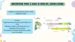Integrina compuesta por CD11c, CD18,
fragmento iC3b
Función
Fagocitosis de partículas opsonizadas con
iC3b
Adhesión celular y participación en la
respuesta inmune innata
Abundante en células dendríticas, usado
como marcador
 