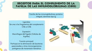 Familia de las inmunoglobulinas, proteína
integral, dominios tipo Ig
Ligandos:
Se une a los fragmentos del complemento
C3b e iC3b
Expresión:
Macrófagos del hígado (Células de
Kupffer)
Función principal:
Participa en la eliminación de bacterias
opsonizadas y otros microorganismos
patógenos de transmisión hemática
 