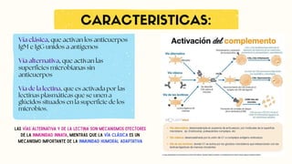 CARACTERISTICAS:
Vía clásica, que activan los anticuerpos
IgM e IgG unidos a antígenos
Vía alternativa, que activan las
superficies microbianas sin
anticuerpos
Vía de la lectina, que es activada por las
lectinas plasmáticas que se unen a
glúcidos situados en la superficie de los
microbios.
Las vías alternativa y de la lectina son mecanismos efectores
de la inmunidad innata, mientras que la vía clásica es un
mecanismo importante de la inmunidad humoral adaptativa
 