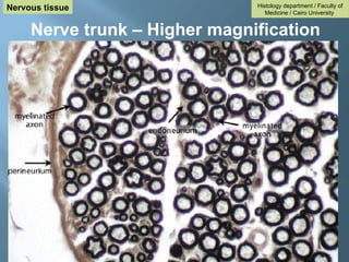 Histology department / Faculty of
Medicine / Cairo University
Nervous tissue
Nerve trunk – Higher magnification
 