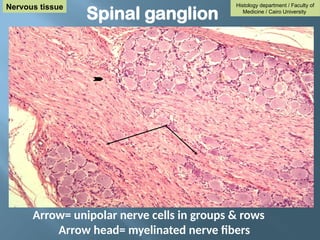 Arrow= unipolar nerve cells in groups & rows
Arrow head= myelinated nerve fibers
Spinal ganglion
Histology department / Faculty of
Medicine / Cairo University
Nervous tissue
 