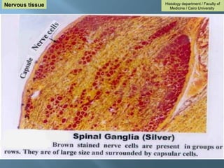 Histology department / Faculty of
Medicine / Cairo University
Nervous tissue
 