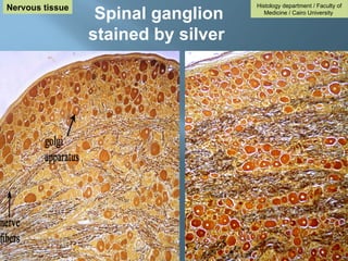Spinal ganglion
stained by silver
Histology department / Faculty of
Medicine / Cairo University
Nervous tissue
 