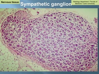 Sympathetic ganglion
Nervous tissue Histology department / Faculty of
Medicine / Cairo University
 