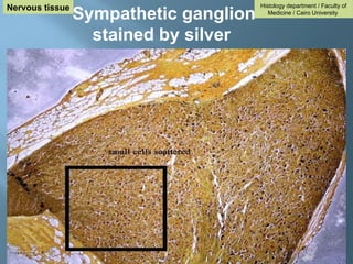 Sympathetic ganglion
stained by silver
Histology department / Faculty of
Medicine / Cairo University
Nervous tissue
 