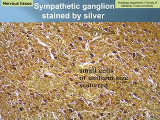 Sympathetic ganglion
stained by silver
Histology department / Faculty of
Medicine / Cairo University
Nervous tissue
 