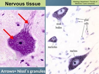 Arrows= Nissl´s granules
Histology department / Faculty of
Medicine / Cairo University
Nervous tissue
 