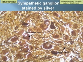 Histology department / Faculty of
Medicine / Cairo University
Nervous tissue
Sympathetic ganglion
stained by silver
 