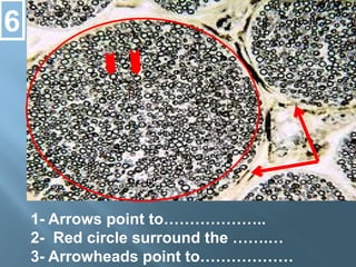 1- Arrows point to………………..
2- Red circle surround the …….…
3- Arrowheads point to………………
6
 