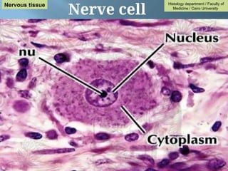 Nerve cell
Histology department / Faculty of
Medicine / Cairo University
Nervous tissue
 