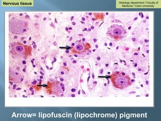 Arrow= lipofuscin (lipochrome) pigment
Histology department / Faculty of
Medicine / Cairo University
Nervous tissue
 