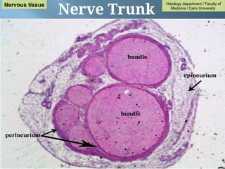 Nerve Trunk
Histology department / Faculty of
Medicine / Cairo University
Nervous tissue
 