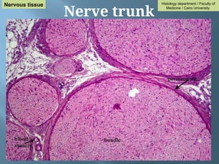 Nerve trunk
Histology department / Faculty of
Medicine / Cairo University
Nervous tissue
 