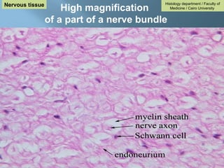 High magnification
of a part of a nerve bundle
Histology department / Faculty of
Medicine / Cairo University
Nervous tissue
 