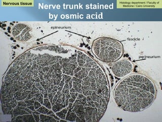 Nerve trunk stained
by osmic acid
Histology department / Faculty of
Medicine / Cairo University
Nervous tissue
 