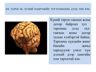 ИХ ТАРХИ НЬ ХҮНИЙ МЭДРЭЛИЙН ТОГТОЛЦООНЫ ДЭЭД ТӨВ ЮМ.
Хүний тархи гавлын ясны
дотор байрлах тул
тархины дээд тал:
гавлын ясны дотор
талын хэлбэртэй байна.
Тархины хүндийн жинг
биеийн жинд
харьцуулж үзвэл хүн
дэлхий дээр хамгийн
том тархитай юм.
 