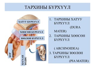 ТАРХИНЫ БҮРХҮҮЛ
1. ТАРХИНЫ ХАТУУ
БҮРХҮҮЛ
(DURA
MATER)
2. ТАРХИНЫ ХӨӨСӨН
БҮРХҮҮЛ
( ARCHNOIDEA)
3. ТАРХИНЫ ЗӨӨЛӨН
БҮРХҮҮЛ
(PIA MATER)
ХАТУУ БҮРХҮҮЛ
ХӨӨСӨН БҮРХҮҮЛ
БОР
БОДИС
ЗӨӨЛӨН БҮРХҮҮЛ
ЦАГААН
БОДИС
 