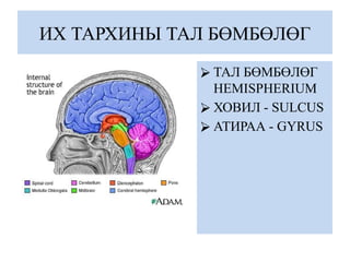 ИХ ТАРХИНЫ ТАЛ БӨМБӨЛӨГ
⮚ ТАЛ БӨМБӨЛӨГ
HEMISPHERIUM
⮚ ХОВИЛ - SULCUS
⮚ АТИРАА - GYRUS
 