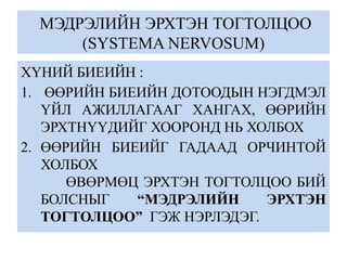 МЭДРЭЛИЙН ЭРХТЭН ТОГТОЛЦОО
(SYSTEMA NERVOSUM)
ХҮНИЙ БИЕИЙН :
1. ӨӨРИЙН БИЕИЙН ДОТООДЫН НЭГДМЭЛ
ҮЙЛ АЖИЛЛАГААГ ХАНГАХ, ӨӨРИЙН
ЭРХТНҮҮДИЙГ ХООРОНД НЬ ХОЛБОХ
2. ӨӨРИЙН БИЕИЙГ ГАДААД ОРЧИНТОЙ
ХОЛБОХ
ӨВӨРМӨЦ ЭРХТЭН ТОГТОЛЦОО БИЙ
БОЛСНЫГ “МЭДРЭЛИЙН ЭРХТЭН
ТОГТОЛЦОО” ГЭЖ НЭРЛЭДЭГ.
 