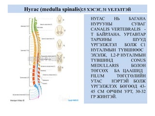 Нугас (medulla spinalis):5 ХЭСЭГ, 31 ҮЕЛЭЛТЭЙ
НУГАС НЬ БАГАНА
НУРУУНЫ СУВАГ
CANALIS VERTEBRALIS -
Т БАЙРЛАНА. УРТАВТАР
ТАРХИНЫ ШУУД
ҮРГЭЛЖЛЭЛ БОЛЖ С1
НУГАЛМЫН ТҮВШНӨӨС
ЭХЭЛЖ, L2-Р НУГАЛМЫН
ТҮВШИНД CONUS
MEDULLARIS БОЛОН
ТӨГСӨХ БА ЦААШИД
FILUM ТӨГСГӨЛИЙН
УТАС НЭРТЭЙ БОЛЖ
ҮРГЭЛЖЛЭХ БӨГӨӨД 43-
45 СМ ОРЧИМ УРТ, 30-32
ГР ЖИНТЭЙ.
 