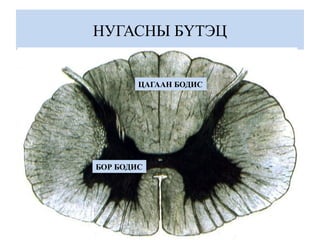 НУГАСНЫ БҮТЭЦ
БОР БОДИС
ЦАГААН БОДИС
 