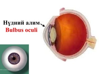 Нүдний алим
Bulbus oculi
 