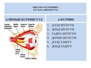 ORGANO ACCESSORIES
ТУСЛАХ АППАРАТУУД
АЛИМЫН БУЛЧИНГУУД 6 БУЛЧИН:
1. ДЭЭД ШУЛУУН
2. ДООД ШУЛУУН
3. ГАДНА ШУЛУУН
4. ДОТНО ШУЛУУН
5. ДЭЭД ТАШУУ
6. ДООД ТАШУУ
 