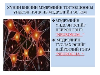 ХҮНИЙ БИЕИЙН МЭДРЭЛИЙН ТОГТОЛЦООНЫ
ҮНДСЭН НЭГЖ НЬ МЭДРЭЛИЙН ЭС ЮМ
❖МЭДРЭЛИЙН
ҮНДСЭН ЭСИЙГ
НЕЙРОН ГЭНЭ
“NEURONUM “
❖ МЭДРЭЛИЙН
ТУСЛАХ ЭСИЙГ
НЕЙРОГЛИЙ ГЭНЭ
“NEUROGLIA “
 