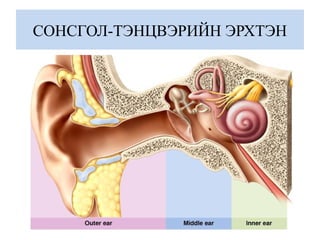 СОНСГОЛ-ТЭНЦВЭРИЙН ЭРХТЭН
 