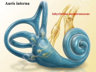 Auris interna
labyrinthus membranaceus
 