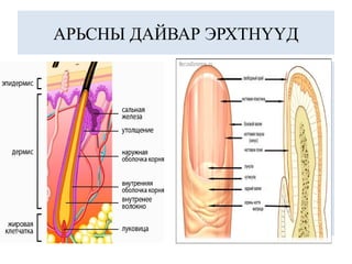 АРЬСНЫ ДАЙВАР ЭРХТНҮҮД
 