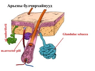 Glandulae sebacea
Арьсны булчирхайнууд
m.arrector pili
gj.sudoriferii
 