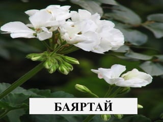 БАЯРТАЙ
 