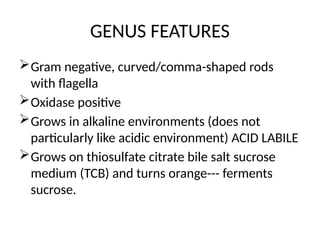 GENUS FEATURES
Gram negative, curved/comma-shaped rods
with flagella
Oxidase positive
Grows in alkaline environments (does not
particularly like acidic environment) ACID LABILE
Grows on thiosulfate citrate bile salt sucrose
medium (TCB) and turns orange--- ferments
sucrose.
 