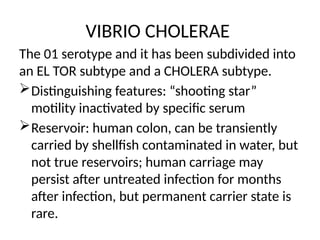 VIBRIO CHOLERAE
The 01 serotype and it has been subdivided into
an EL TOR subtype and a CHOLERA subtype.
Distinguishing features: “shooting star”
motility inactivated by specific serum
Reservoir: human colon, can be transiently
carried by shellfish contaminated in water, but
not true reservoirs; human carriage may
persist after untreated infection for months
after infection, but permanent carrier state is
rare.
 