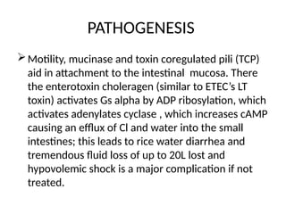 PATHOGENESIS
Motility, mucinase and toxin coregulated pili (TCP)
aid in attachment to the intestinal mucosa. There
the enterotoxin choleragen (similar to ETEC’s LT
toxin) activates Gs alpha by ADP ribosylation, which
activates adenylates cyclase , which increases cAMP
causing an efflux of Cl and water into the small
intestines; this leads to rice water diarrhea and
tremendous fluid loss of up to 20L lost and
hypovolemic shock is a major complication if not
treated.
 